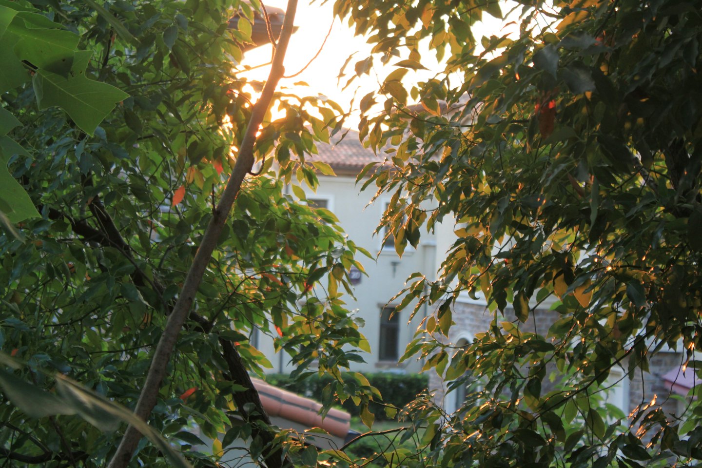 La luz del sol se filtra entre las hojas de los árboles cerca de una casa.