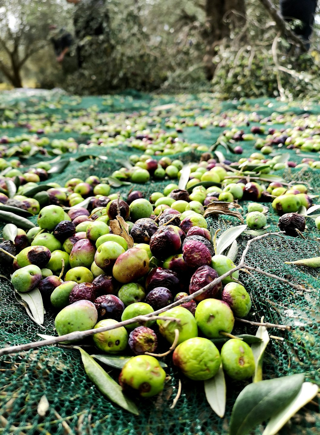 Aceitunas verdes y negras recogidas en una red de recolección de malla.