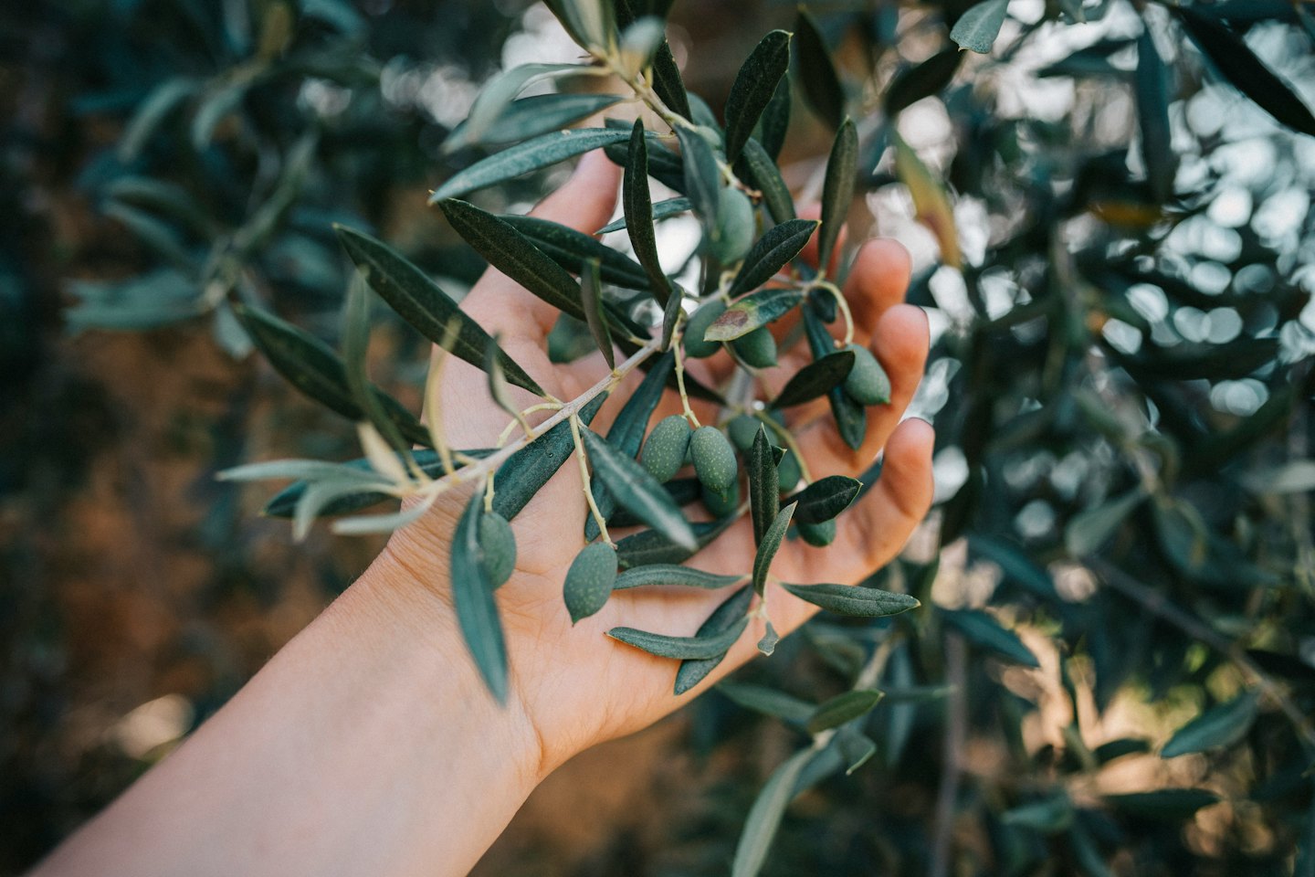 Una mano sostiene una rama con aceitunas verdes sin madurar.
